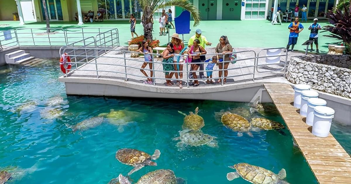 Turtle Farn The Untold Story of the Cayman Turtle Centre