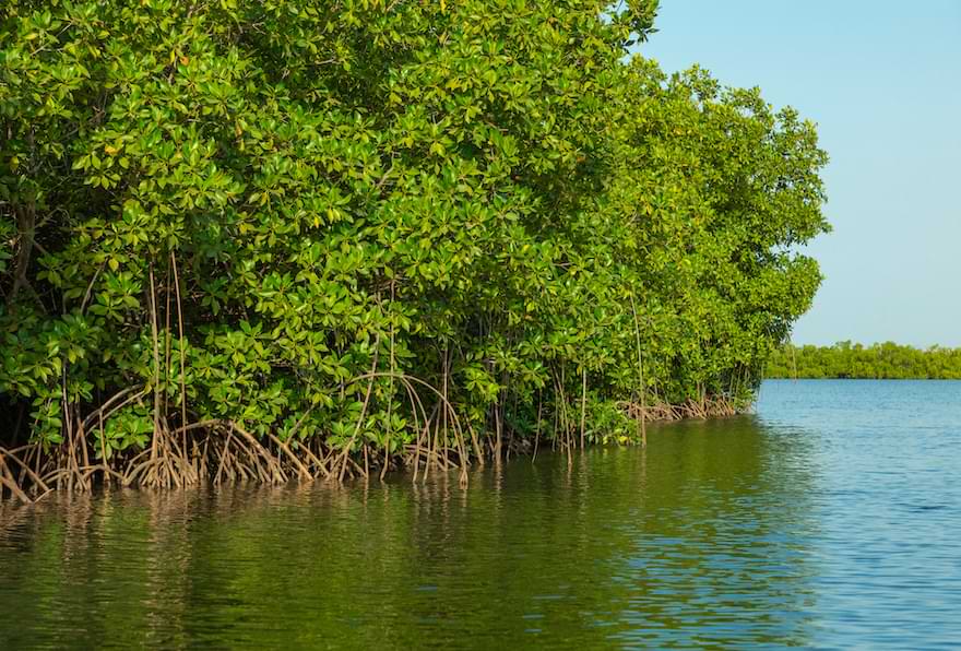 Mangrove trees grow along the water's edge during a mangrove kayak tour in Grand Cayman.
