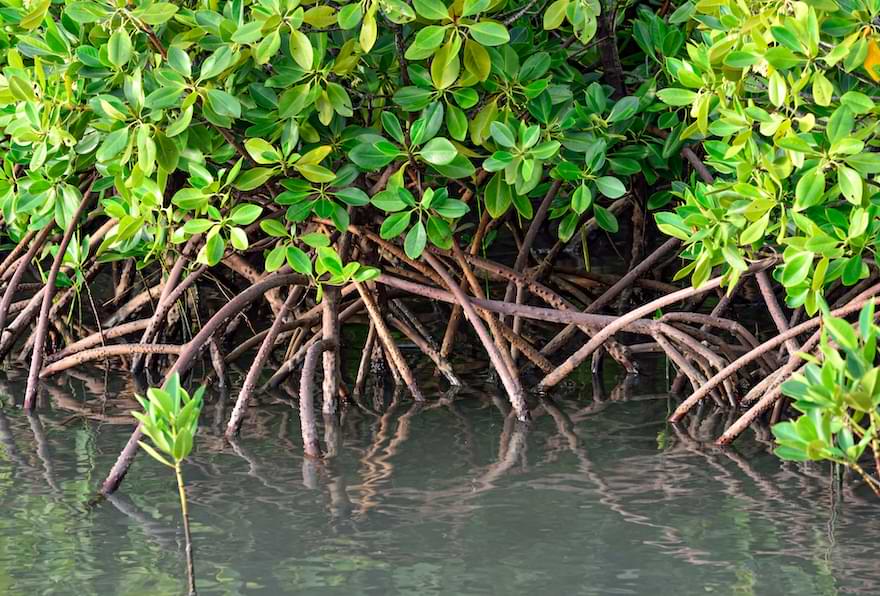 Close-up of mangrove Cayman Islands roots dipping into the water.