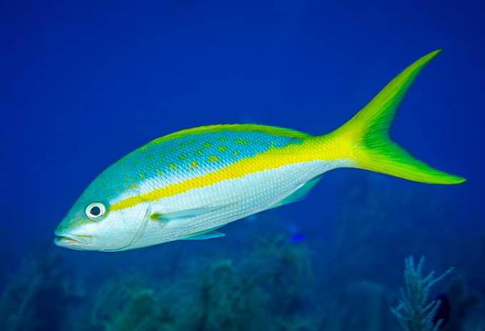 Yellowtail snapper swimming in the waters of the Cayman Islands fishing.