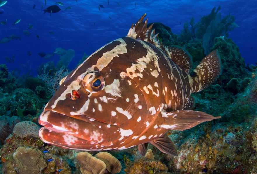 Nassau Grouper swimming in the clear waters near coral reefs.