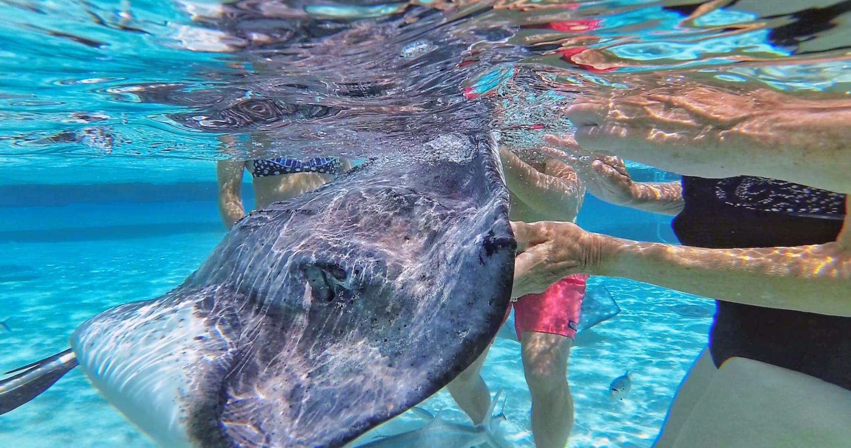 Close-up of a stingray being gently held underwater in Stingray City Grand Cayman Island