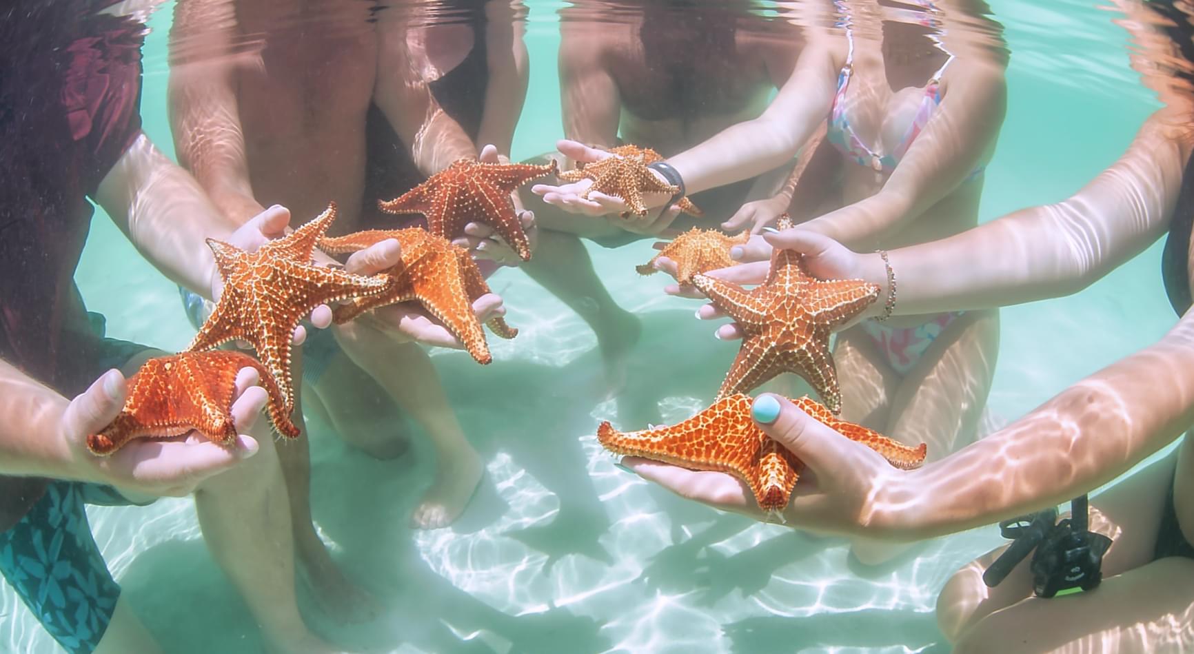 Group holding multiple starfish underwater in the shallow sea.