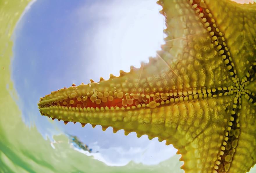 Close-up view of a starfish underwater, sunlight shining through the water surface