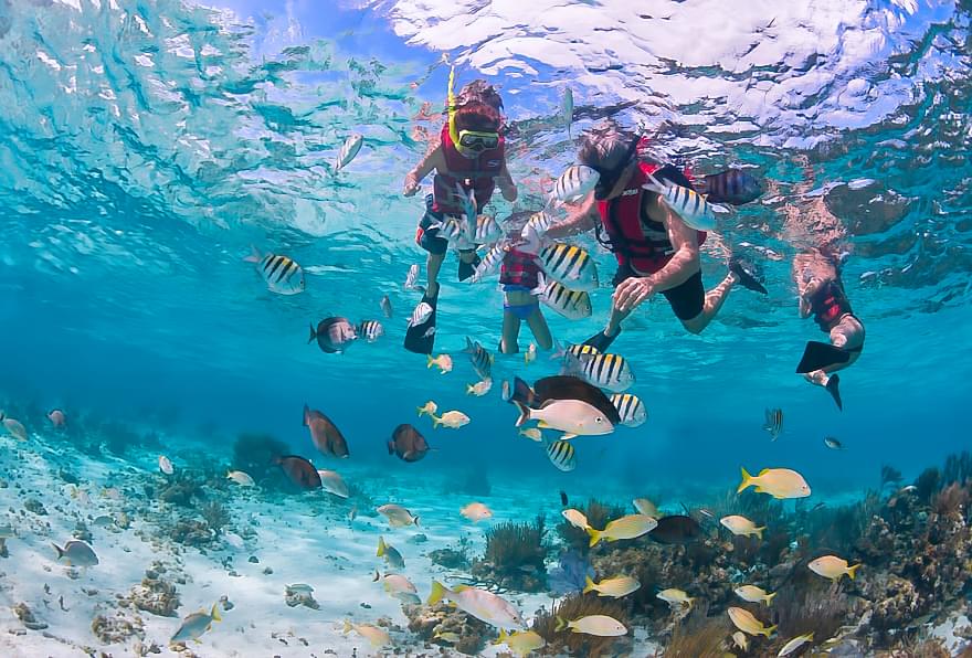 Group snorkeling tour in the Cayman Islands, discovering marine life