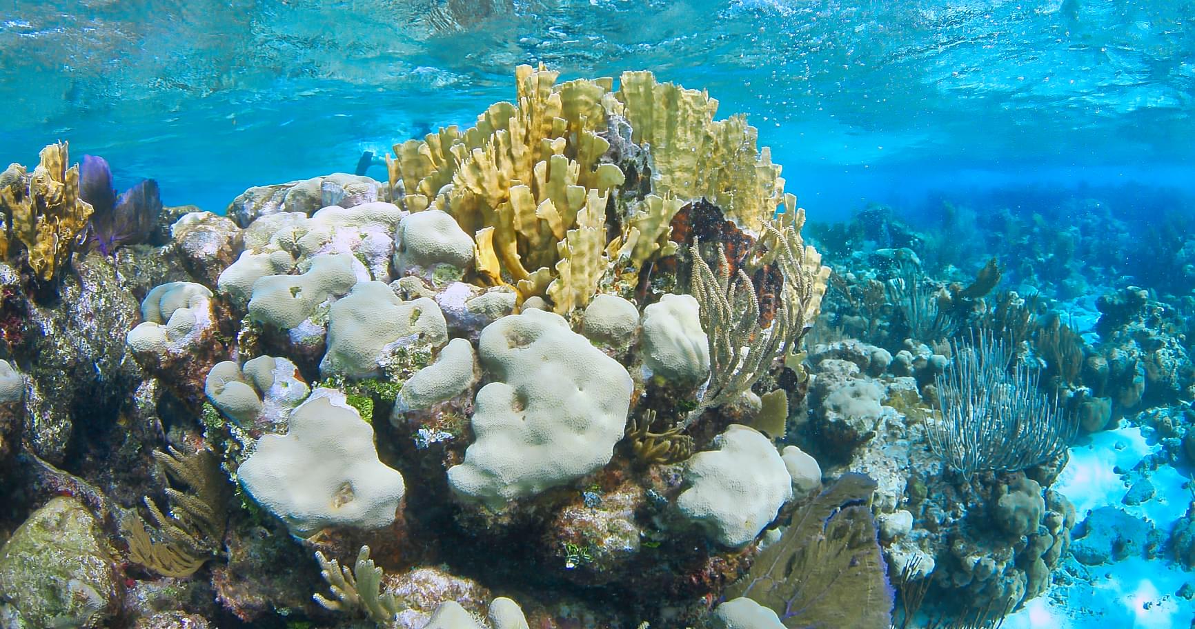 Lush coral reefs in the Cayman Islands, highlighting the beauty and diversity of underwater life in this tropical paradise.