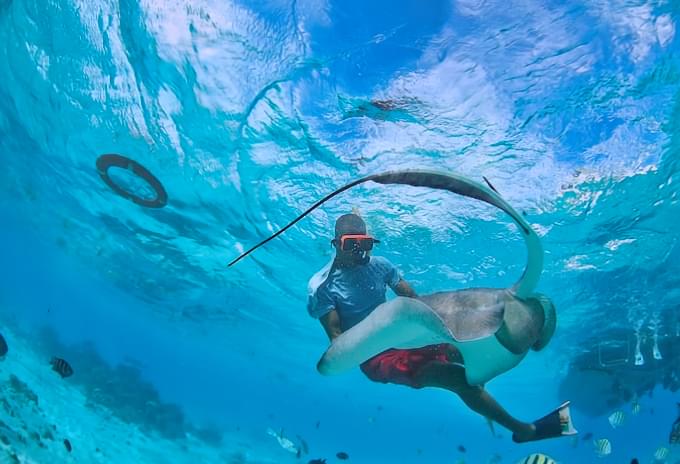 Stingray encounter during a snorkeling tour
