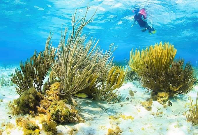 Snorkeler admiring underwater scenery in the best snorkeling spot of the Cayman Islands