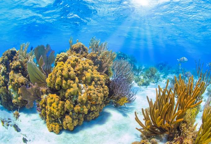 Vibrant coral reef with fish, captured while snorkeling in the Cayman Islands