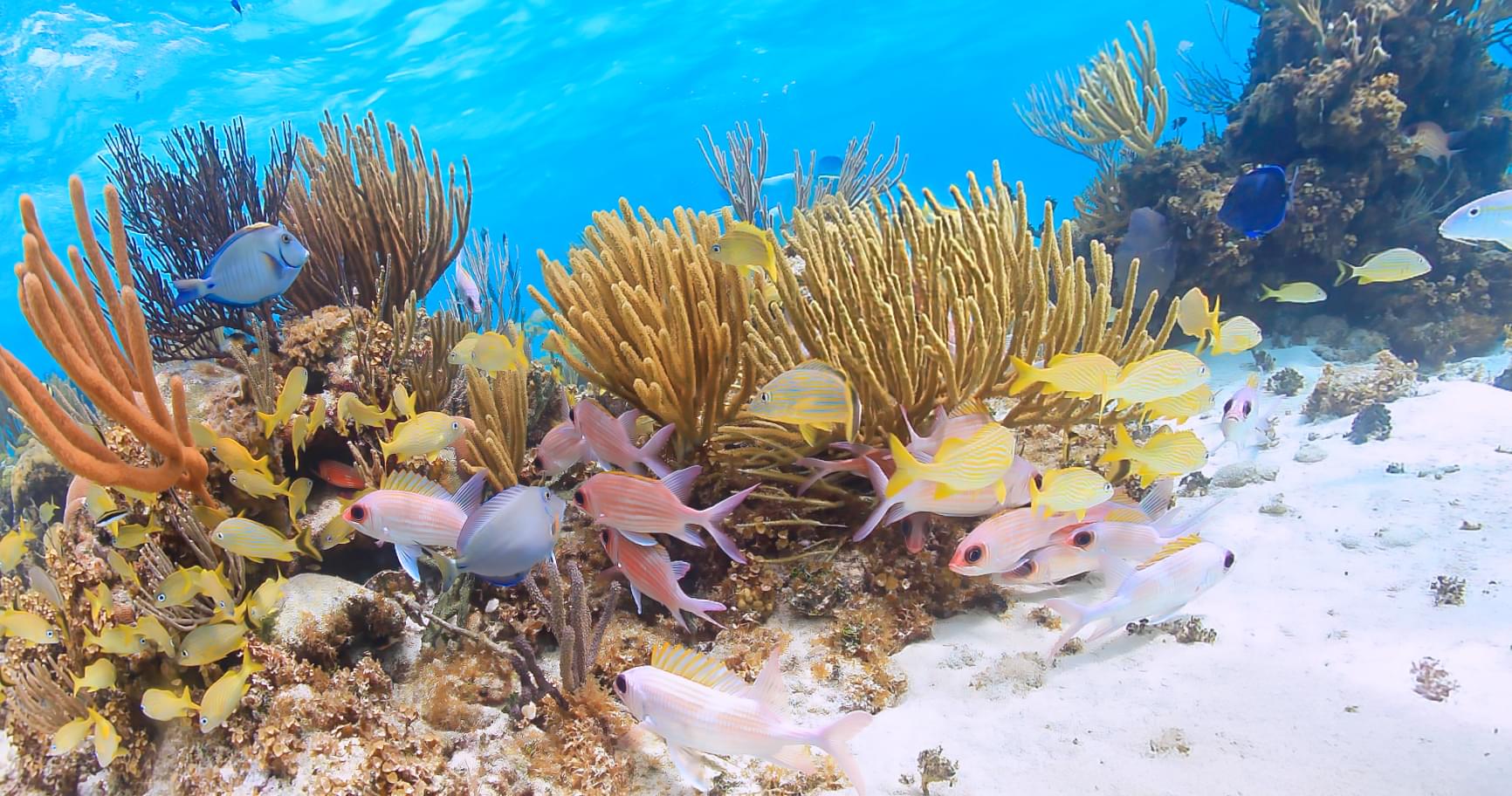 Colorful marine life on a coral reef, perfect for snorkeling