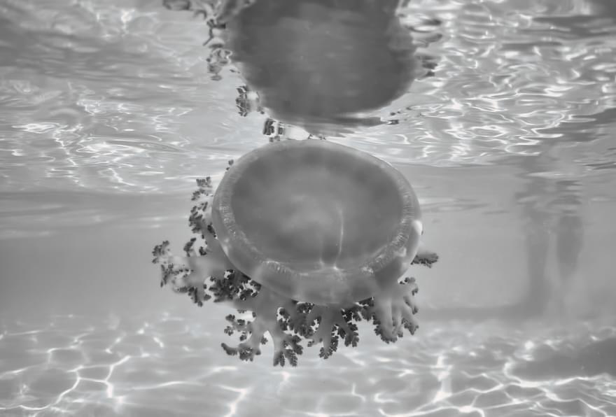 Close-up of a jellyfish in shallow waters, black and white shot.