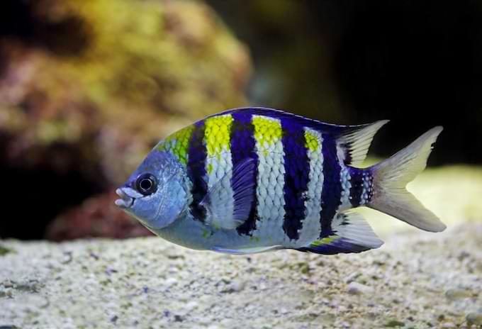 A Sergeant Major fish swimming near coral reefs.
