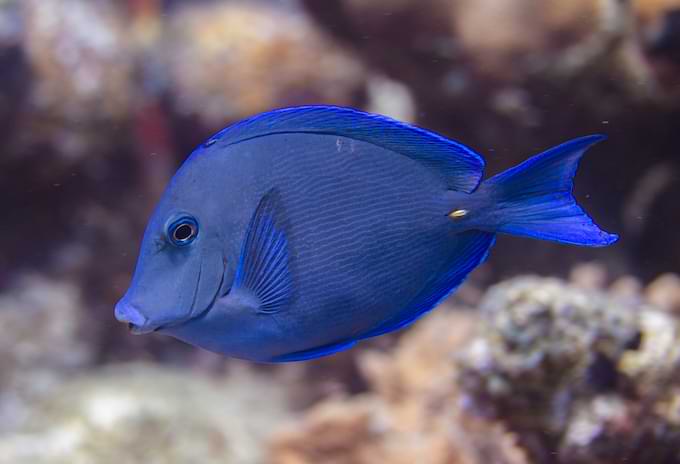 Blue Tang fish swimming gracefully in the clear waters.