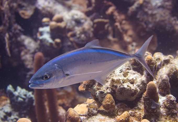 Bar Jack swimming among the corals in the warm waters.