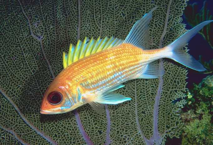Squirrelfish hovering near a coral reef.