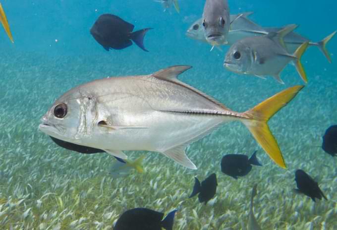 Horse-eye Jack fish swimming in a school near seagrass beds.