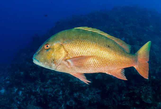 Mutton snapper swimming in deep blue waters near a coral reef.
