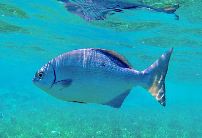 A Bermuda Chub fish swimming in shallow waters near the seagrass.