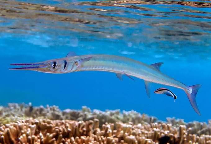 Needlefish swimming above coral reefs.
