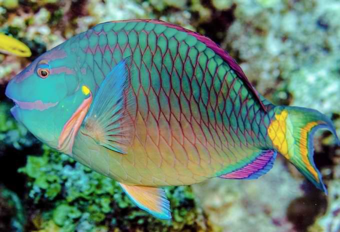 Parrotfish displaying its colorful scales while swimming near coral reefs.