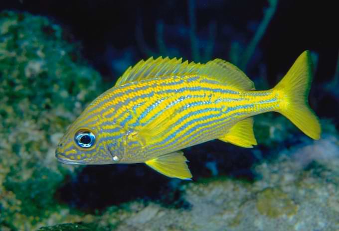A juvenile Grunt fish near the coral reef.