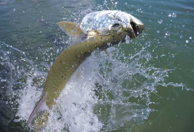 Tarpon fish jumping out of the water after being hooked during a fishing Grand Cayman island excursion.