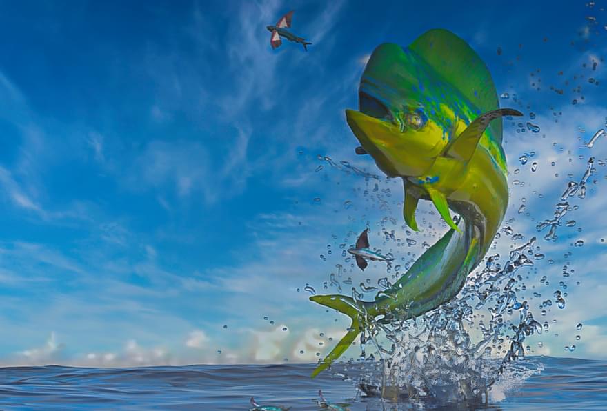 Mahi Mahi fish leaping out of the water with flying fish in the background during deep sea fishing Grand Cayman