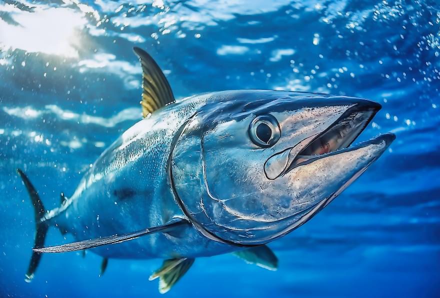 Close-up underwater view of a blackfin tuna swimming in the open sea during deep sea fishing in Cayman