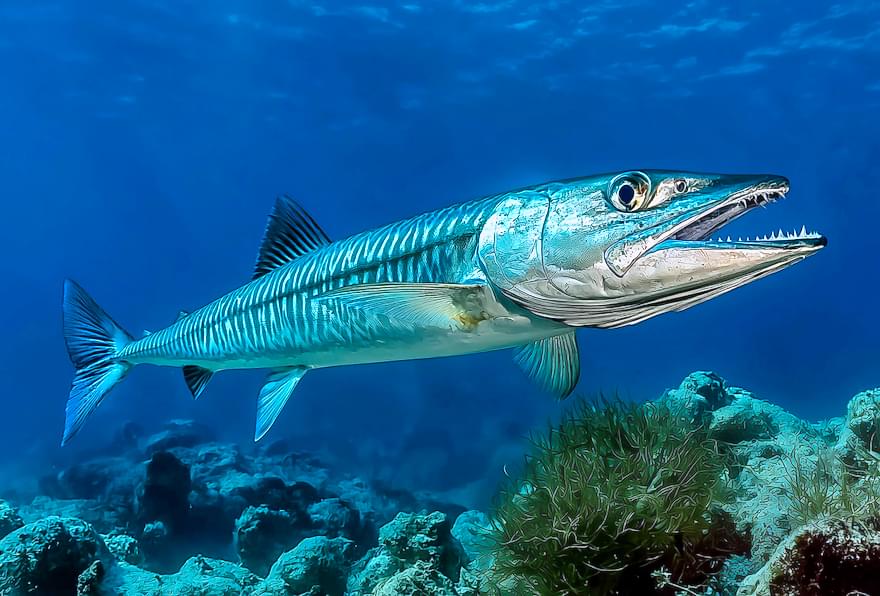 Large barracuda with sharp teeth swimming near coral reef in clear ocean water on a deep sea fishing trip