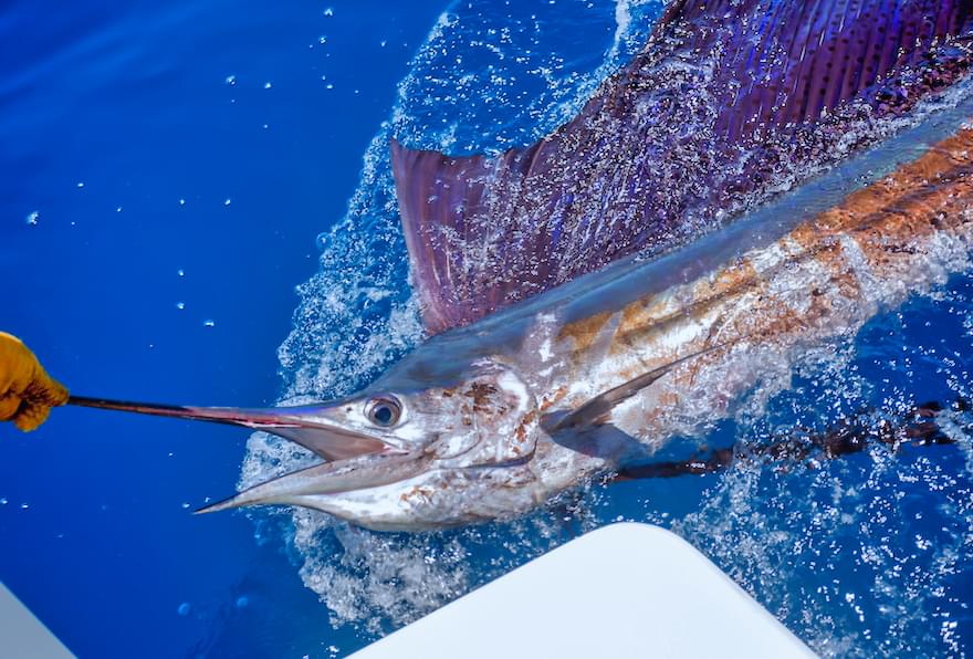Sailfish being reeled in next to a boat from Grand Cayman deep-sea fishing