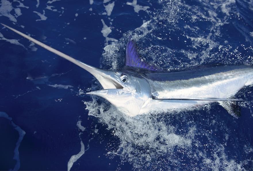 White marlin thrashing at the water's surface after being caught during a fishing trip