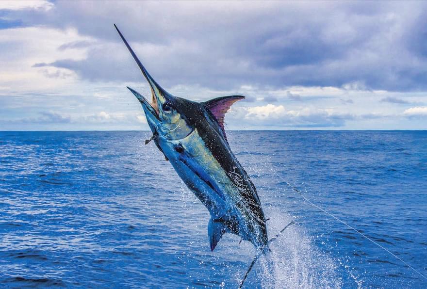 Blue marlin leaping out of the water while hooked during a deep sea fishing charter in Grand Cayman