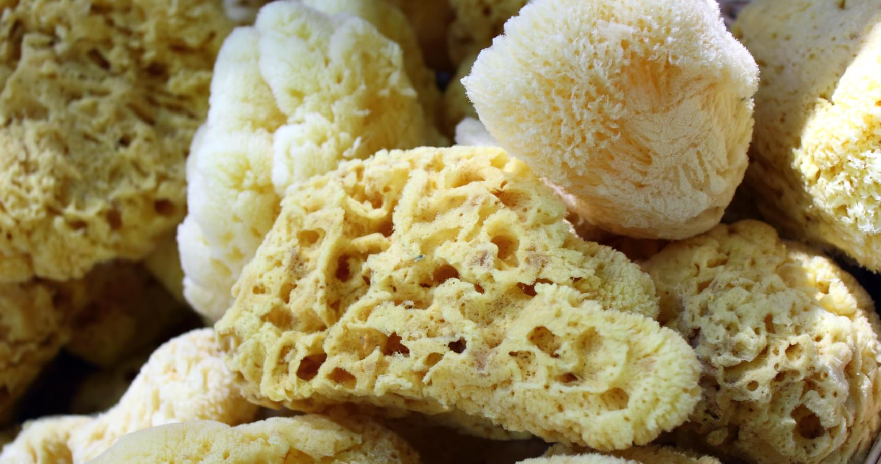 A close-up of natural sea sponges highlighting the cultural heritage of the Cayman Islands