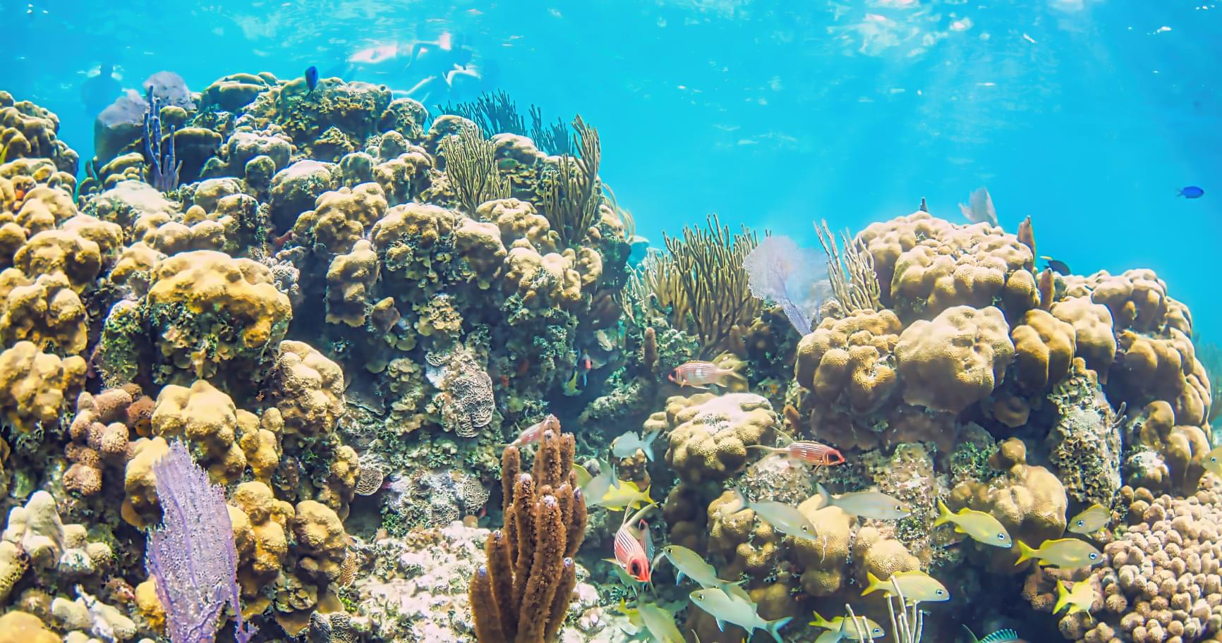 A vibrant coral reef teeming with marine life in the Cayman Islands