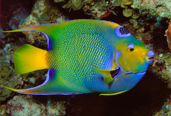 A Queen Angelfish with electric blue and yellow hues swimming near a coral reef