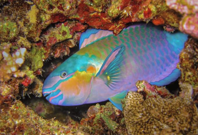 A Rainbow Parrotfish gliding over coral, showcasing its colorful scales