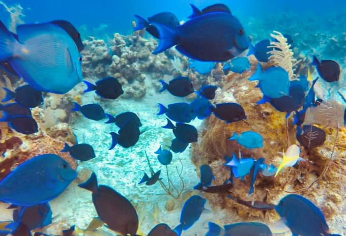 A school of Blue Tang fish swimming among coral formations in Grand Cayman