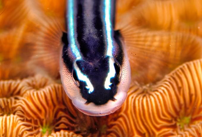 A close-up of a Cleaner Goby in its natural reef habitat