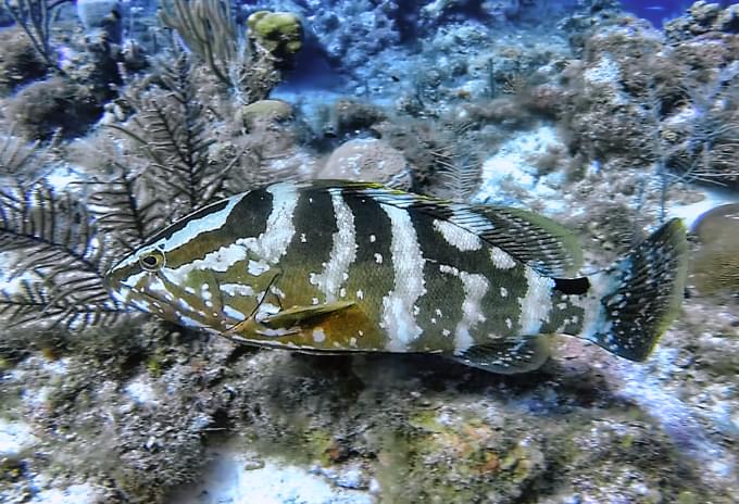 A Nassau Grouper resting on the ocean floor near coral in the Cayman Islands