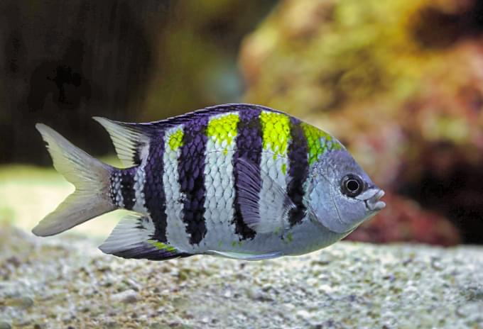 A Sergeant Major fish with distinct black and yellow stripes near a coral reef