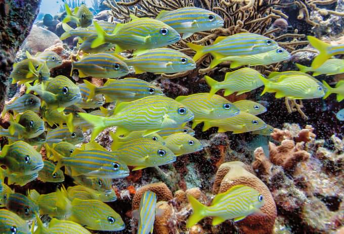 A school of French Grunt fish forming a colorful group over a reef