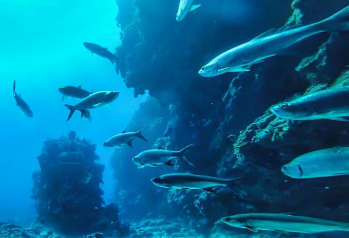 A school of Tarpon swimming together near a wreck in Grand Cayman waters