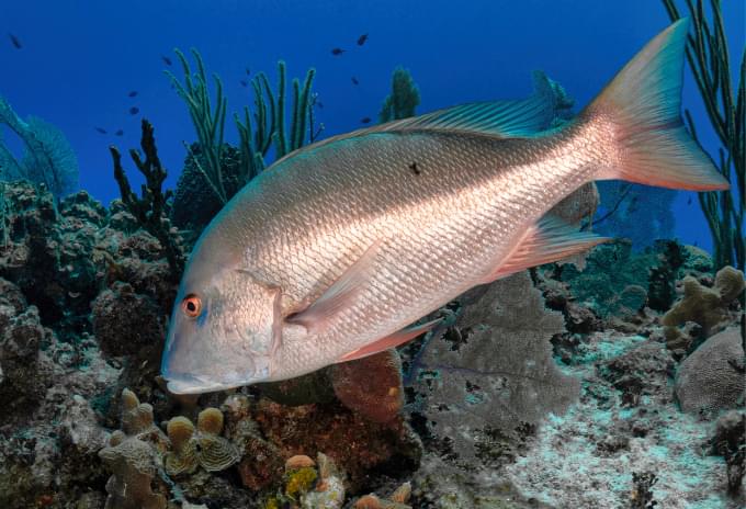 A Mutton Snapper in its natural reef environment in the Cayman Islands