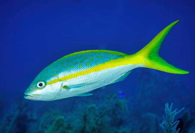 A Yellowtail Snapper with vibrant yellow stripes swimming near a coral reef