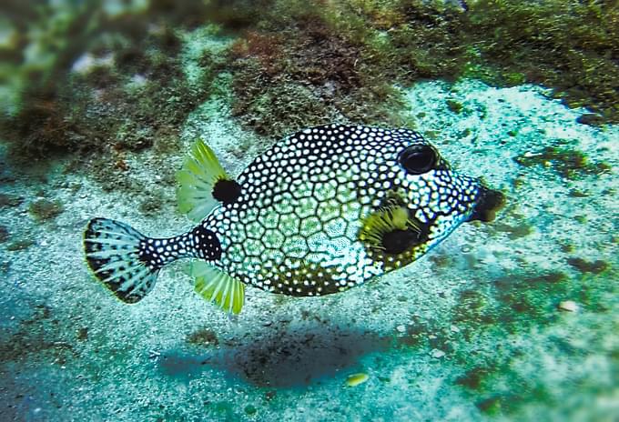A Trunkfish with a boxy body and polka dots swimming near the seafloor