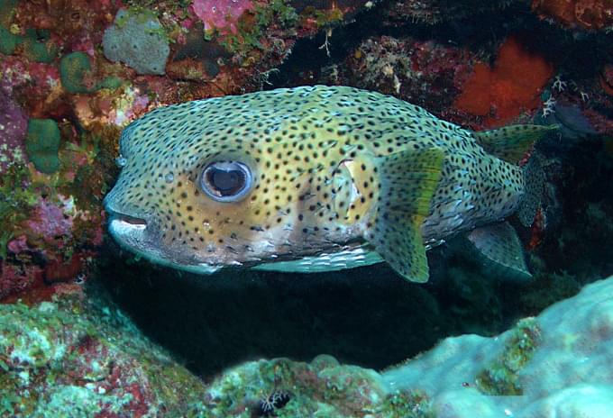 Porcupine Fish with big puppy dog eyes