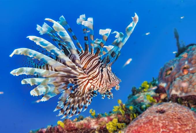 A Lionfish with striking red and white stripes and long spiky fins