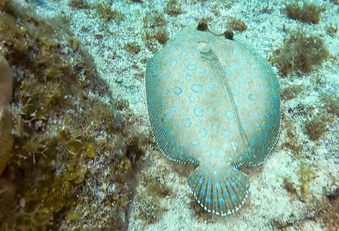 A Peacock Flounder camouflaged on the sandy ocean floor in the Cayman Islands