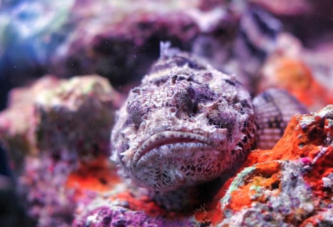 A Scorpionfish camouflaged on the seafloor, blending into the surrounding coral