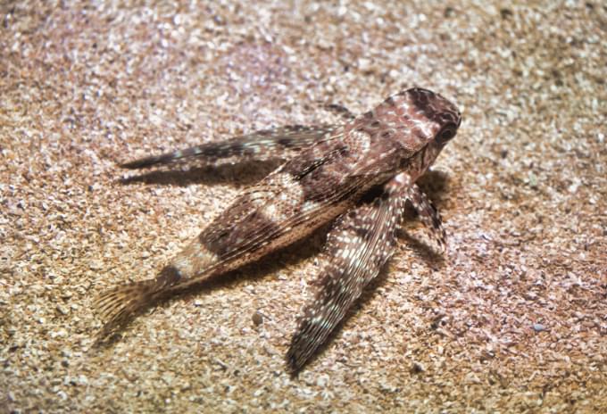 A Flying Gurnard spreading its wing-like fins on the sandy ocean floor in the Cayman Islands